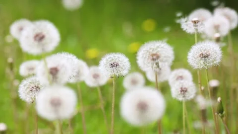 Dandelions growing in the park Stock Footage 346573269
