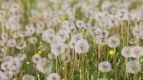 Dandelions growing in the park Vidéo 346574310