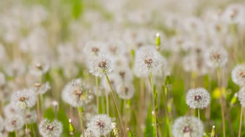 Dandelions growing in the park Video stock 346574569