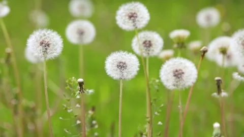 Dandelions growing in the park Video stock 346574903