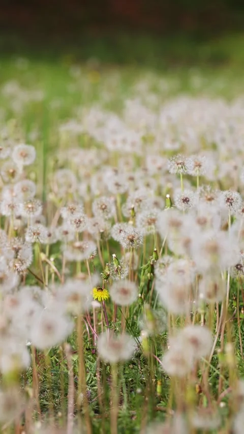 Dandelions growing in the park Vídeos de archivo 346576536
