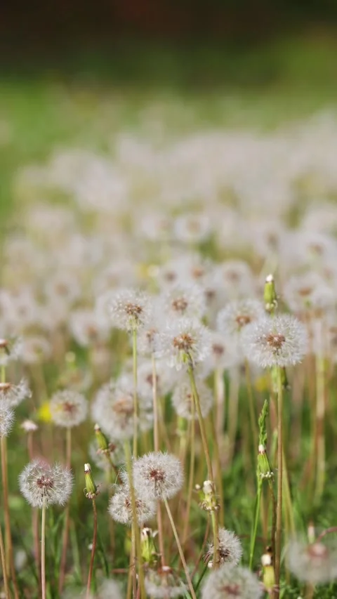 Dandelions growing in the park Stock Footage 346576591