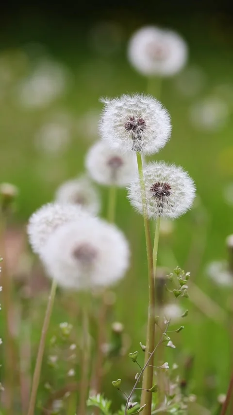 Dandelions growing in the park Stock-Footage 346578497
