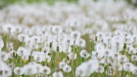 Dandelions growing in the park Vídeo Stock 346578642