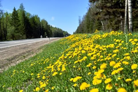 Dandelions growing at roadside in springtime Stockfoto's