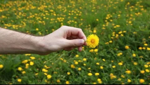 Dandelions in the hands of men on the background field of dandelions Video stock 10600246