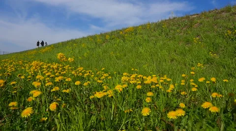Dandelions on the hill.slow motion Stock-Footage 63223239