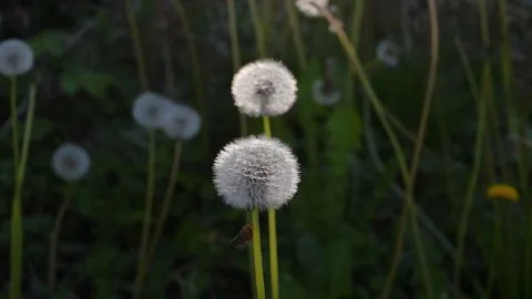 Dandelions horizontal Stock Footage 310521479