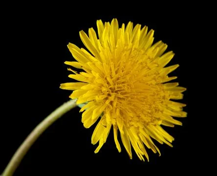 Dandelions isolated on a black background Stock Photos