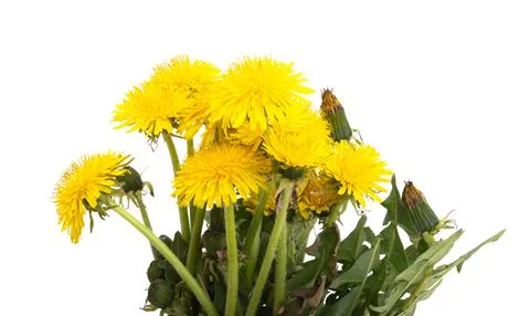 Dandelions isolated Stock Photos