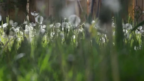 Dandelions in the lawn Video stock 130927601