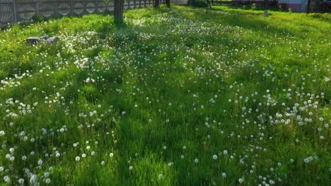 Dandelions on the lawn Stock Footage 170761985