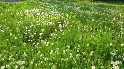 Dandelions on the lawn Stock Footage 170761993