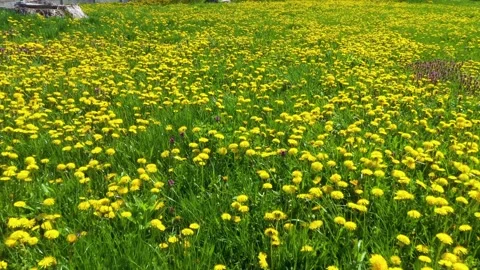 Dandelions on the lawn Stock Footage 170762075