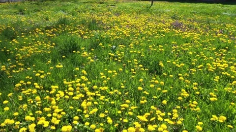 Dandelions on the lawn Stock Footage 170762099