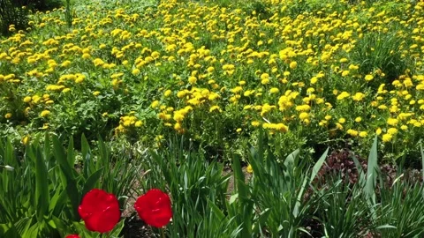 Dandelions on the lawn Stock Footage 170762126