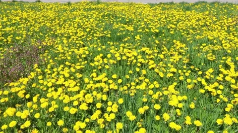 Dandelions on the lawn Stock Footage 170762145