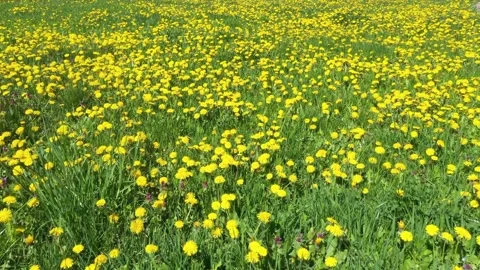 Dandelions on the lawn Stock Footage 170762227
