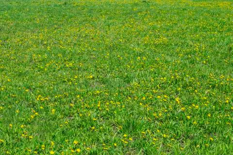 Dandelions on the lawn Stock Photos