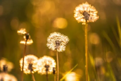 Dandelions in the light of the sun close-up Stock Photos
