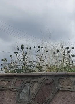 Dandelions lined up over a wall in a cloudy weather, grey sky background Stock Photos