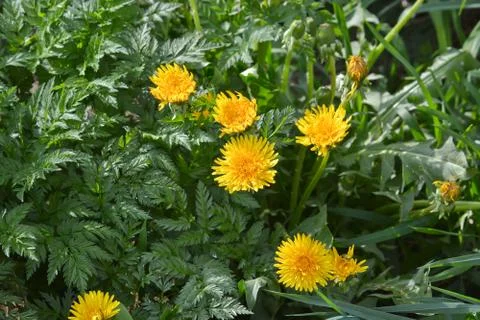 Dandelions in may. Stock Photos