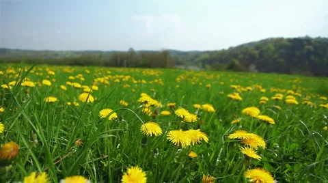 Dandelions meadow fly 2 shallow DOF Stock Footage