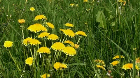 Dandelions in the meadow Stock Footage 22863359