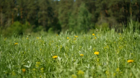 Dandelions meadow Stockbeeldmateriaal 39195184