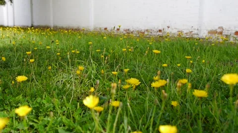 Dandelions in the meadow Stock Footage 54239022