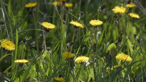 Dandelions in the meadow Stock Footage 69736261