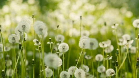 Dandelions at the meadow Stock Footage 76190593