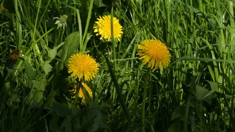 Dandelions in a meadow Stock Footage 91327135