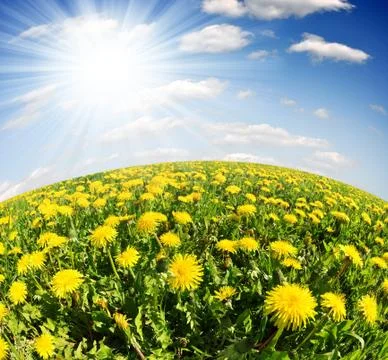 Dandelions in the meadow Stock Photos