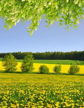  dandelions on the meadow Foto stock