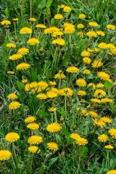 Dandelions in the meadow Stock Photos