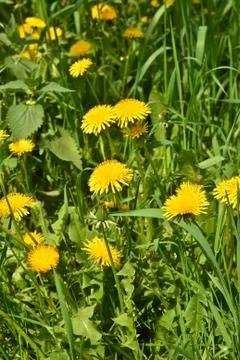 Dandelions in the meadow. Stock Photos