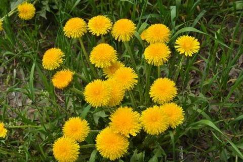 Dandelions in the meadow. Stock Photos