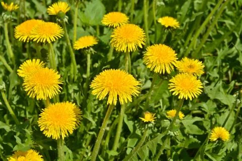 Dandelions in the meadow. Stock Photos