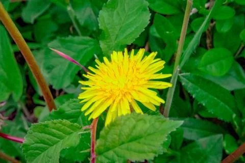 Dandelions in a meadow Foto stock