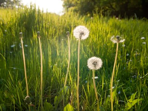 Dandelions on a meadow Stock Photos