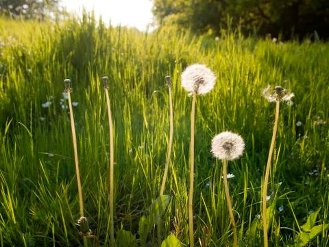 Dandelions on a meadow Stock Photos