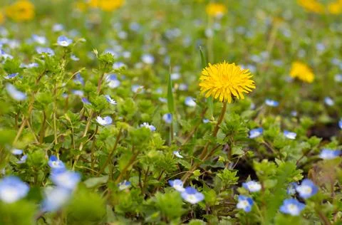 Dandelions on a meadow Stock Photos
