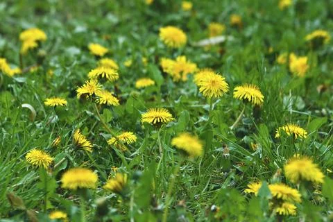 Dandelions on a meadow Foto stock