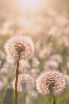 Dandelions on the meadow at sunlight background Stock Photos