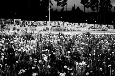 Dandelions monochrome Stock Photos