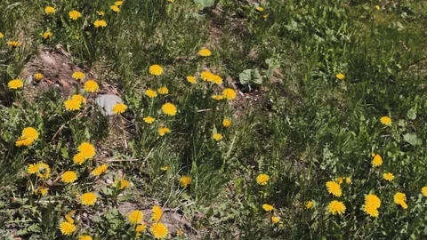 Dandelions   nature  background ummer grass 스톡 동영상 107635636