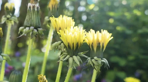 Dandelions opening up Stock Footage 49957973