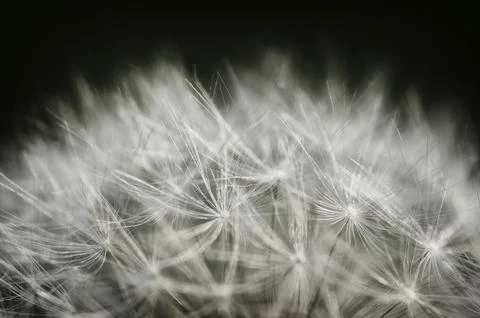 Dandelions, paragliders Foto stock