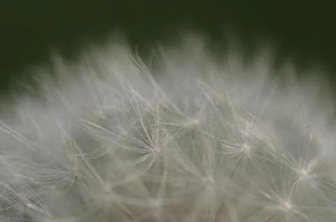 Dandelions, paragliders Stock Photos